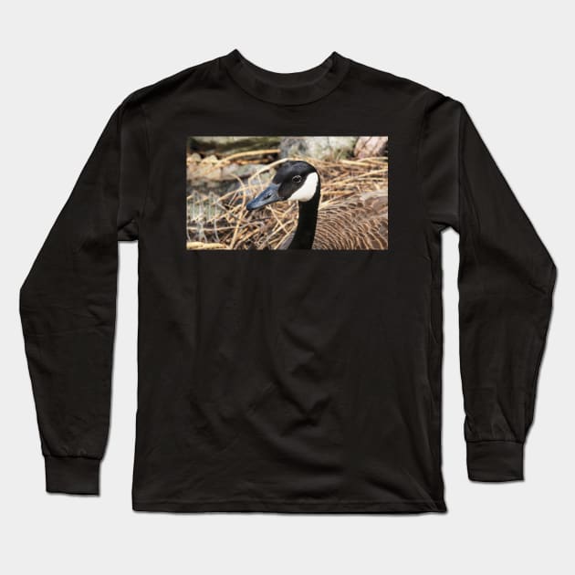 Canada Goose Resting On Her Nest Long Sleeve T-Shirt by BackyardBirder